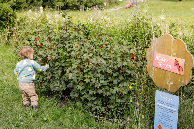 ein Kind nascht Ribisel am Bio-Bengelchenweg | © @titantina /Tina Vega-Wilson