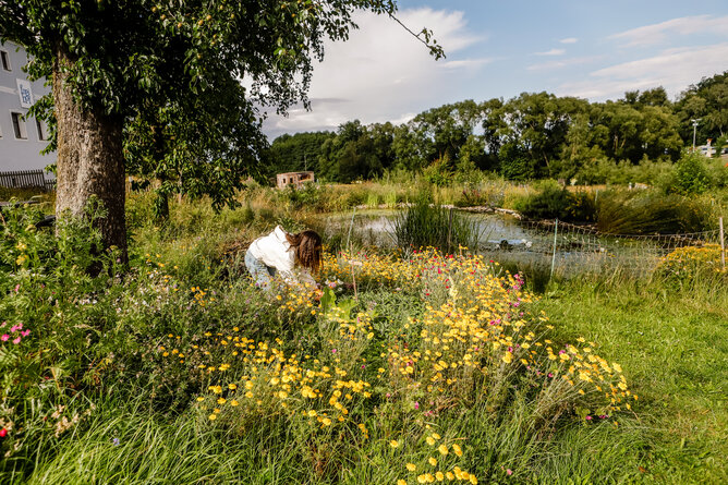 Teich im Permakulturgarten | © @titantina /Tina Vega-Wilson