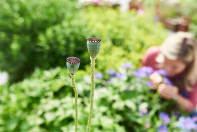 Blumen und Kräuter riechen im Kräuterstreichelgarten | © SONNENTOR/@nudlholz.at