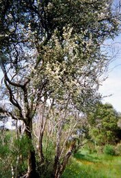 Auf dem Foto ist eine Suedseemyrte, auch Manuka genannt, zu sehen. | © SONNENTOR