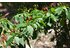 A photo of a chili plant with chilies on it.