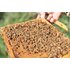 A photo of a honeycomb covered in bees.