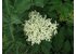 Photo of an elderflower plant.