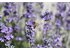 The photo shows lavender. A bee is on a lavender flower.