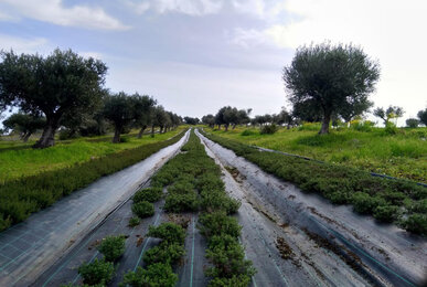 Ein Blick über die Felder in Portugal | © SONNENTOR