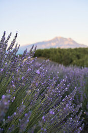 Auf dem Foto ist Lavendel in Albanien zu sehen. Hinter dem Feld sieht man einen Berg. | © SONNENTOR