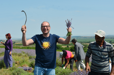 Gemeinsame Ernte von Lavendel | © SONNENTOR