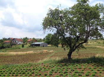 Auf dem Foto ist ein Feld und Umgebung in Kosovo zu sehen. | © SONNENTOR