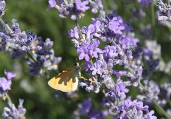 Auf dem Foto ist Lavendel zu sehen. Darauf sitzt ein Schmetterling. | © SONNENTOR