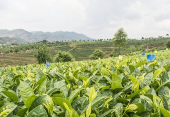 Auf dem Foto sit ein Anbaugebiet der Camellia Sinensis zu sehen. | © SONNENTOR