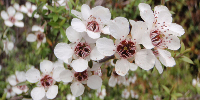 Blüten des Manuka Strauchs | © SONNENTOR