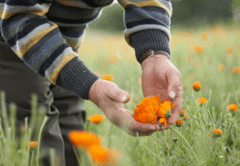 Auf dem Foto ist eine Wiese mit Ringelblumen zu sehen. Man sieht auch einen Mann der die Blüten betrachtet. | © SONNENTOR