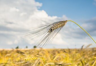 Auf dem Foto ist ein Getreidefeld zu sehen. | © SONNENTOR