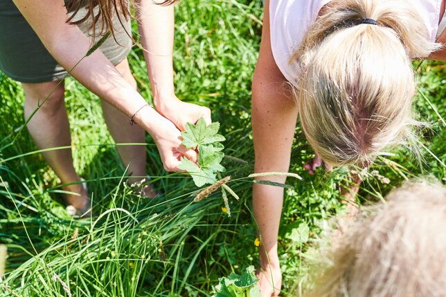 Auf dem Foto sieht man drei Personen die gerade frische Kräuter pflücken. | © SONNENTOR